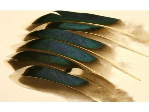 4. ஆந்தையின் இறகுகள் (Owl's feather)