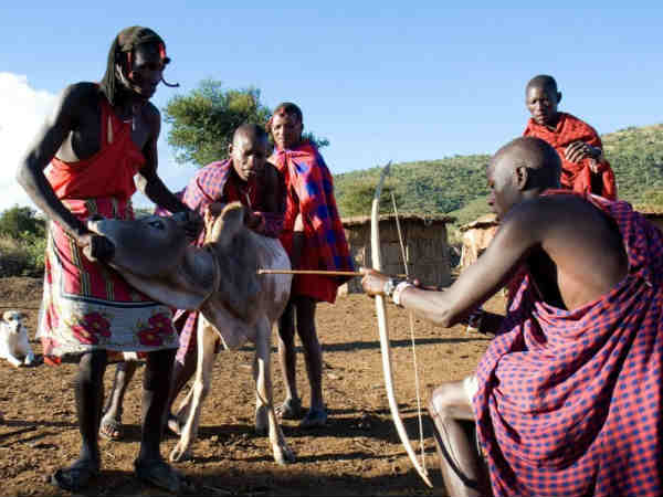 மாட்டின் ரத்தம் : 