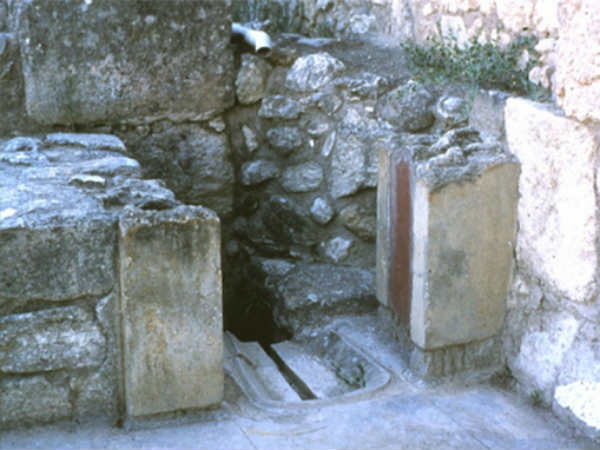  பன்றிகளுக்கு பதிலாக : 