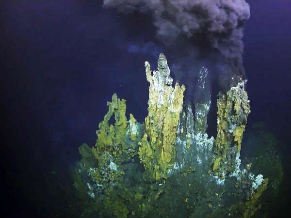  செடிகள் : 