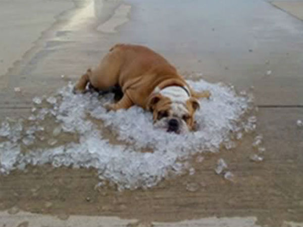 செம்ம ஐடியா.. செம்ம ஐடியா..