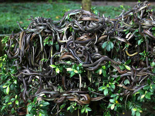 பாம்புத் தீவு : 