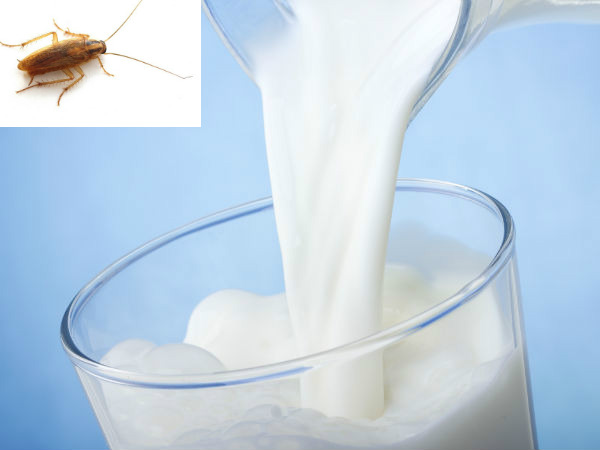 கரப்பான்பூச்சியின் பால் 