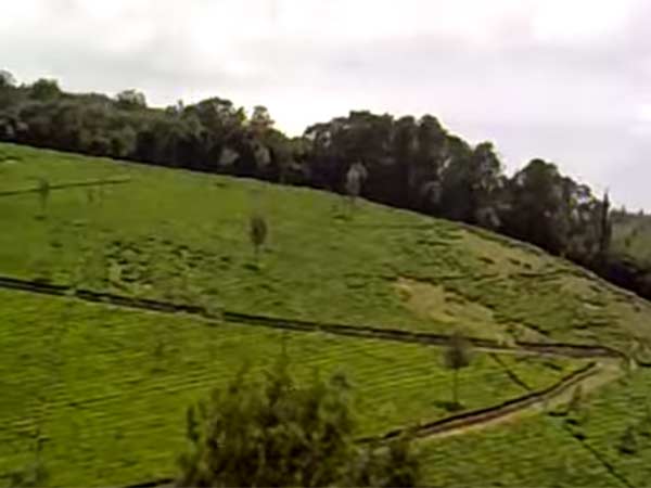 மாஞ்சோலை எஸ்டேட்! மாஞ்சோலை எஸ்டேட்!