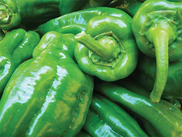 பாலூட்டும் தாய்மார்களுக்கும் இது நல்லதல்ல