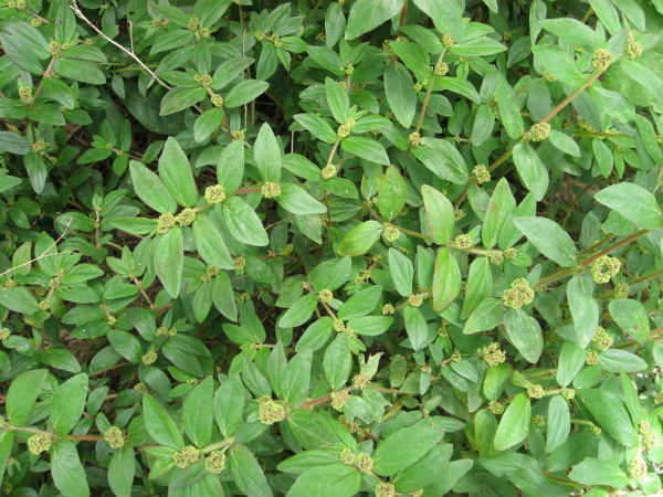 அடங்கியுள்ள பொருட்கள்