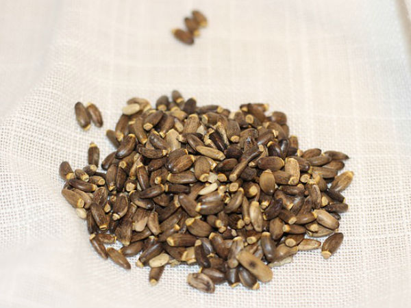 பால் நெருஞ்சில் எனும் மில்க் தஸ்சில்.