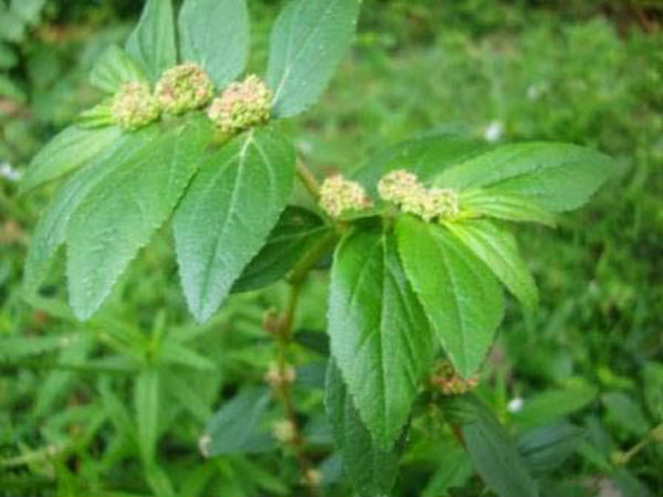 பயன்கள்