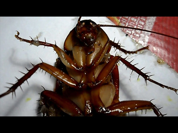 கரப்பான் பூச்சியின் பாலை எவ்வாறு எடுப்பது?