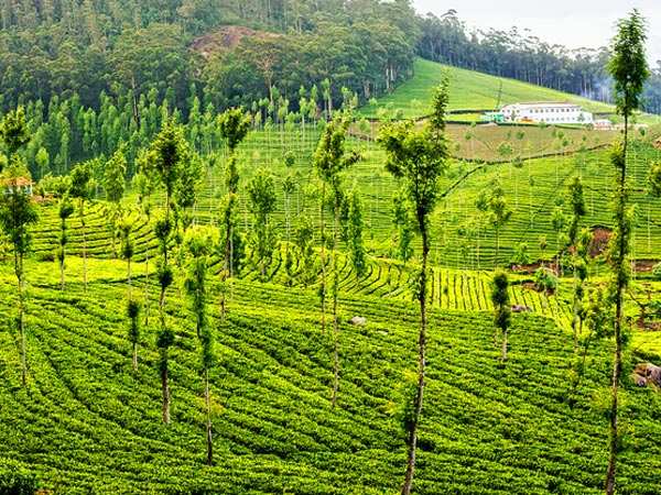 கொள்முதல் விலை! கொள்முதல் விலை!