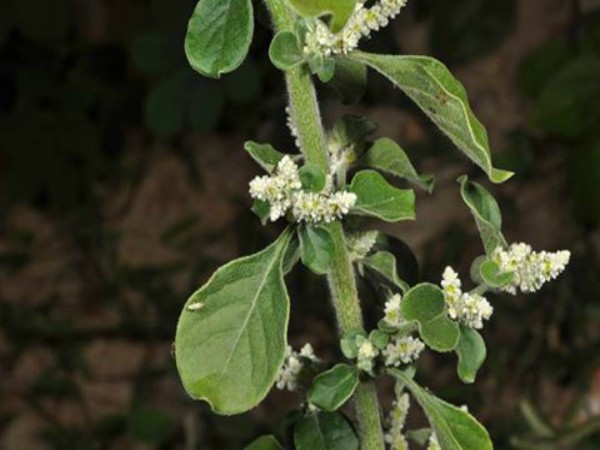 ஆல்டர் பக்தார்ன்: 