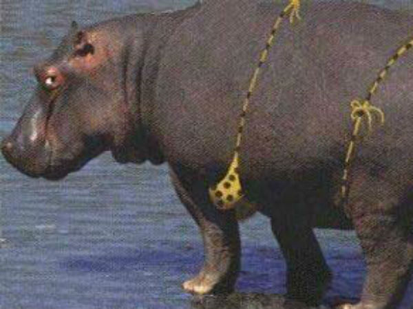 குசும்பு!