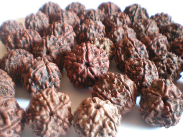 ஐந்து முக ருத்ராட்சம் ஐந்து முக ருத்ராட்சம்