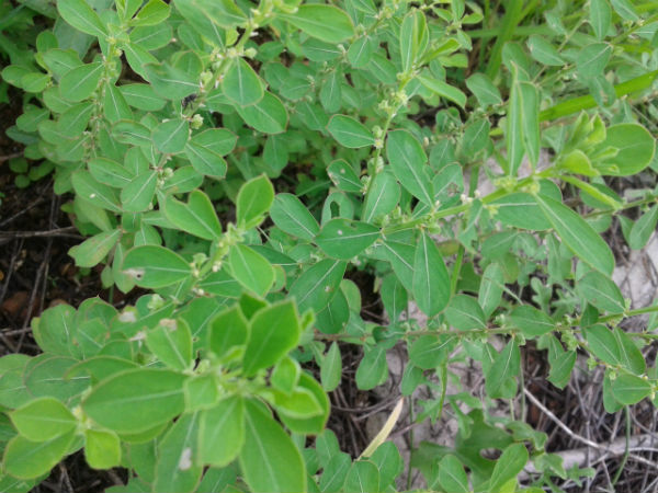 மூலிகைகள்