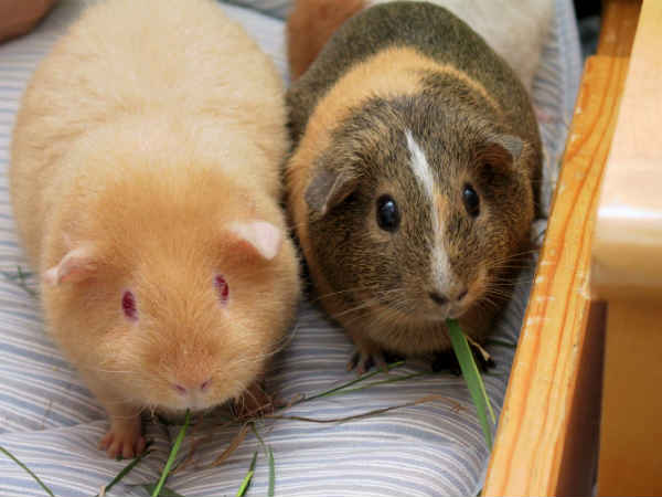 செல்லப் பிராணி : 