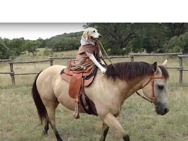 சாம்பல் நிற குதிரைகள்