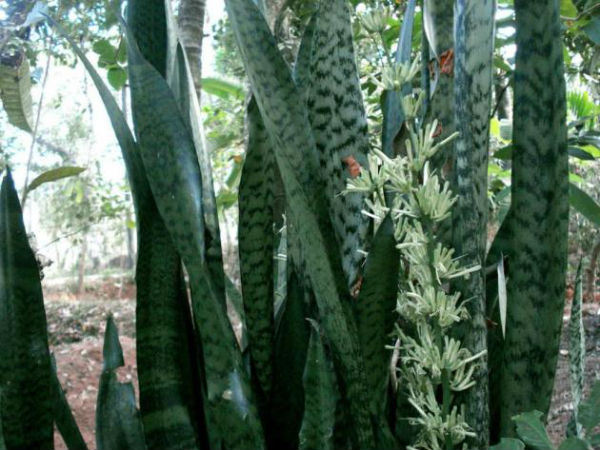 வேலியாக பயன்படுத்த