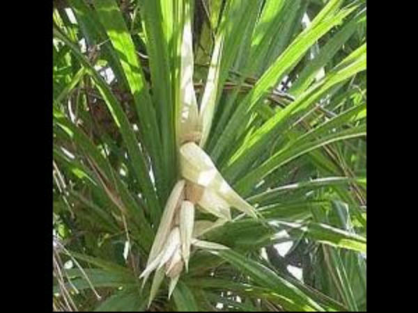 தாழம் பாய்