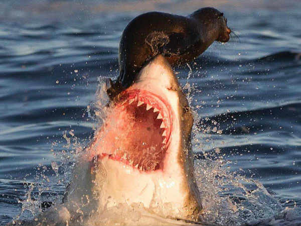 கைப்புள்ள.... கைப்புள்ள....