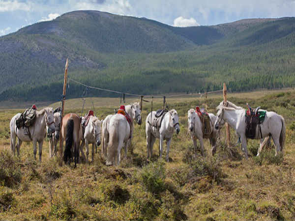 வெள்ளை குதிரை : 