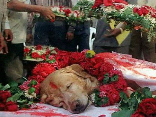 Reasons Why After Retirement Indian Army Dogs Gets Punishment Of Deaths! Reasons Why After Retirement Indian Army Dogs Gets Punishment Of Deaths!