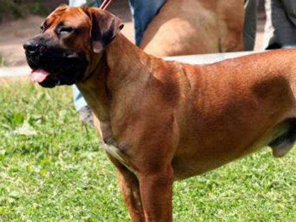 நாய்கள் மட்டுமல்ல! நாய்கள் மட்டுமல்ல!