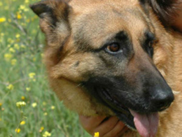 பீட்டா ஆர்வலர்! பீட்டா ஆர்வலர்!