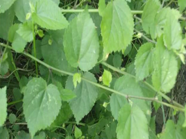 எங்கு கிடைக்கும்?