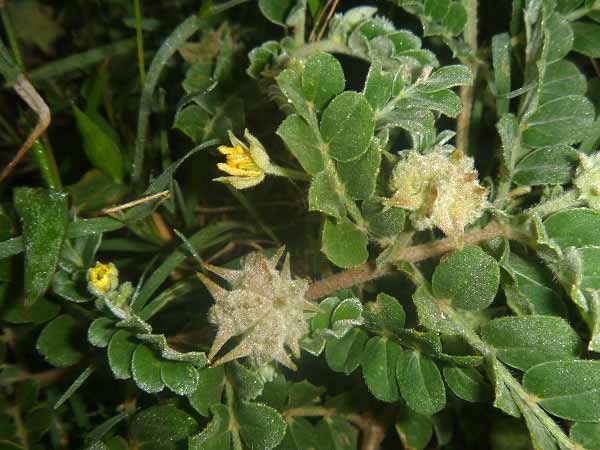மேலை மருத்துவம்