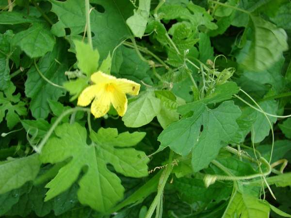 அதலைக்காய்