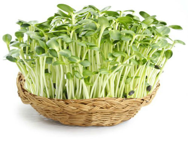 சூரிய காந்தி தளிர்கள்