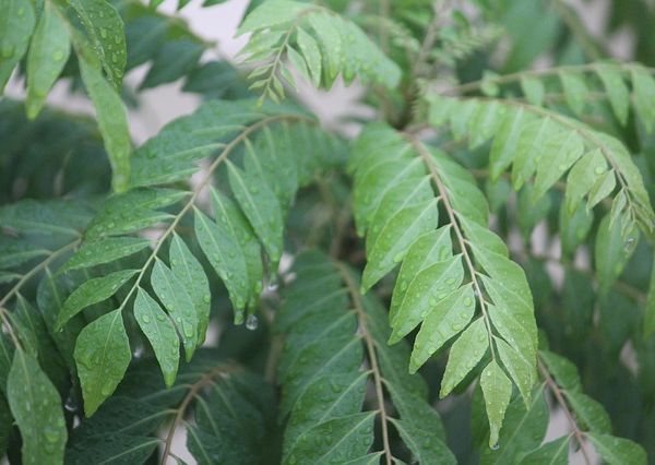 Kitchen garden india