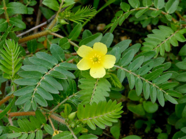 ஆரோக்கிய பயன்கள்