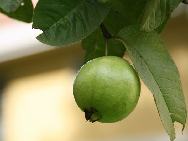 வேறு பயன்கள் 