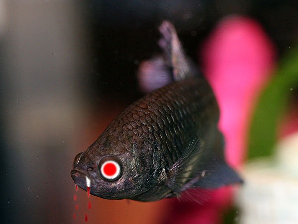 மீனில் பாதரசமா..?