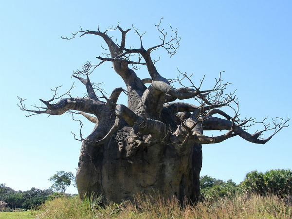 எதனால் அழிந்தன...