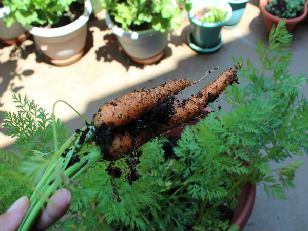 வளர்க்கும் முறை