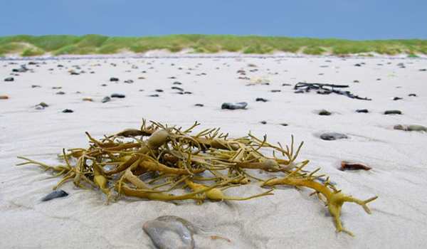 ப்ளாடர் வ்ராக் (bladder wrack)