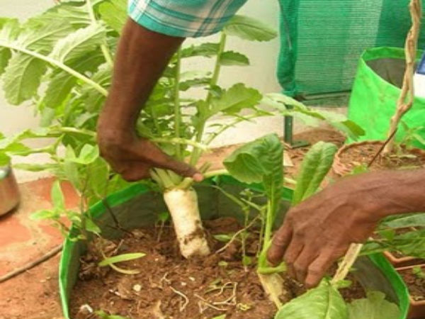 முள்ளங்கி