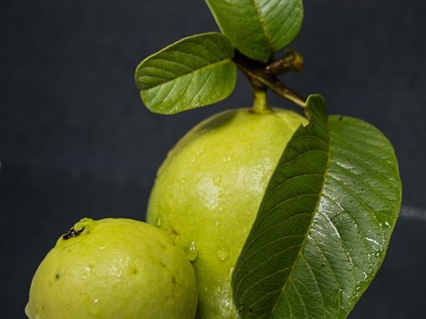 வைட்டமின்கள் 