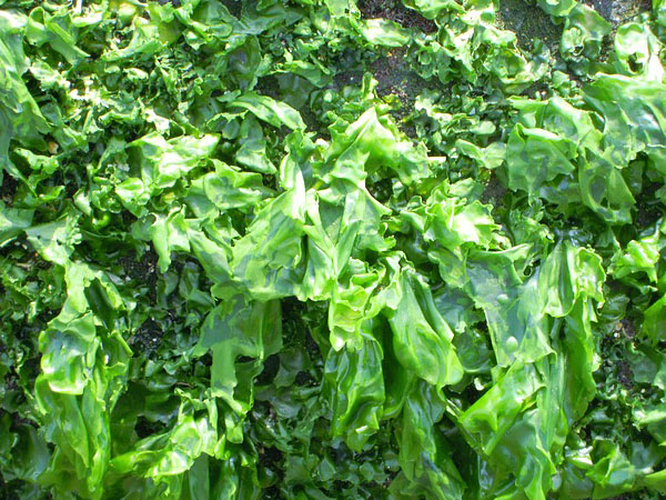 கடல் கீரை (Sea lettuce)