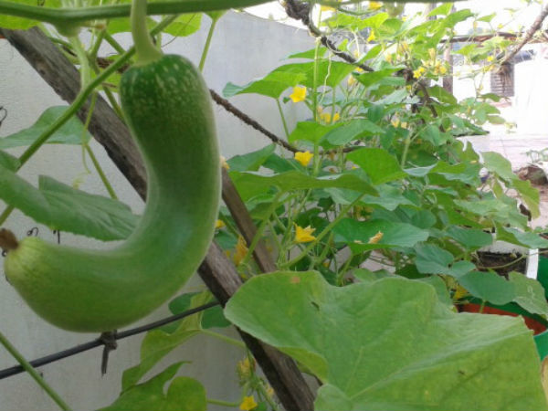 வெள்ளரிக்காய்