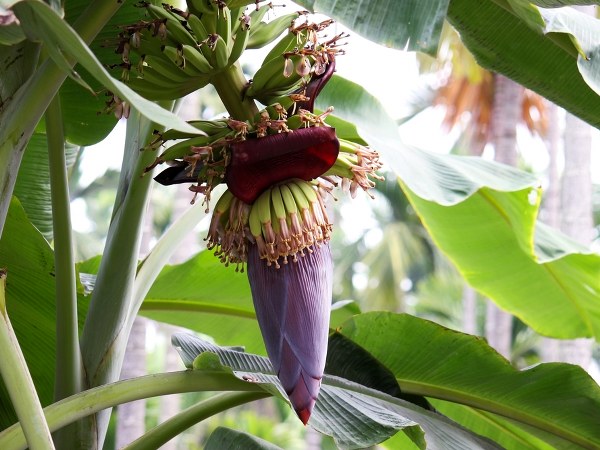 வாழைப்பூ.