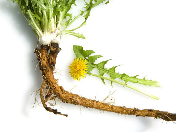 #6 டான்டேலியன் வேர் (Dandelion Root)
