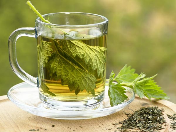 #8 பூனைக்காஞ்சொறிச் செடி(nettle)