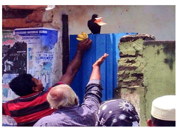 காக்கா : 