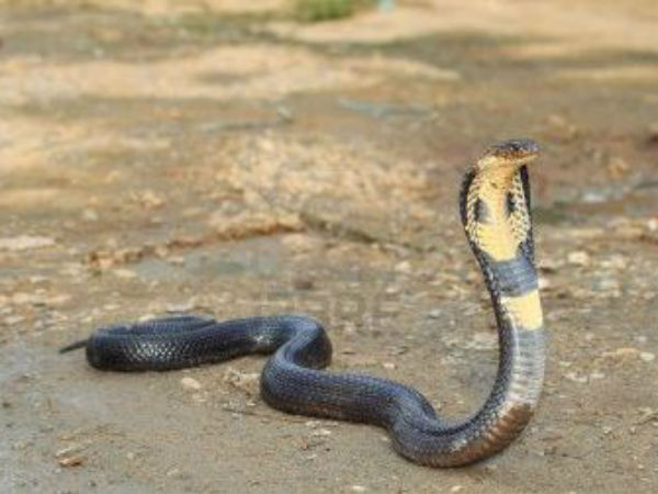 பாம்பு : 