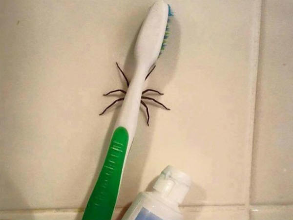 சிலந்தி : 