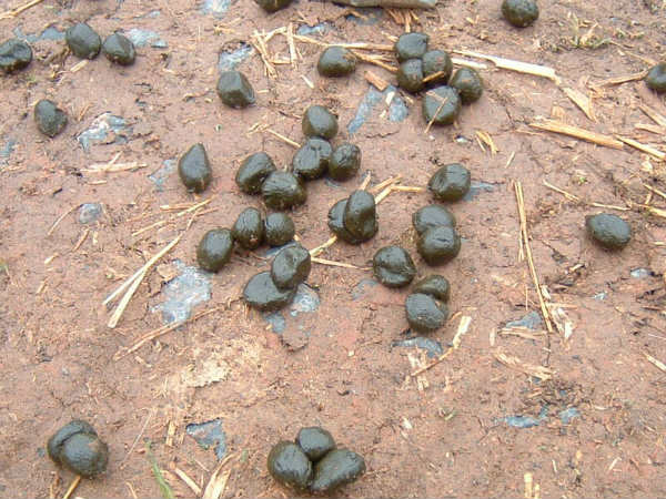 மலக்குடல்!