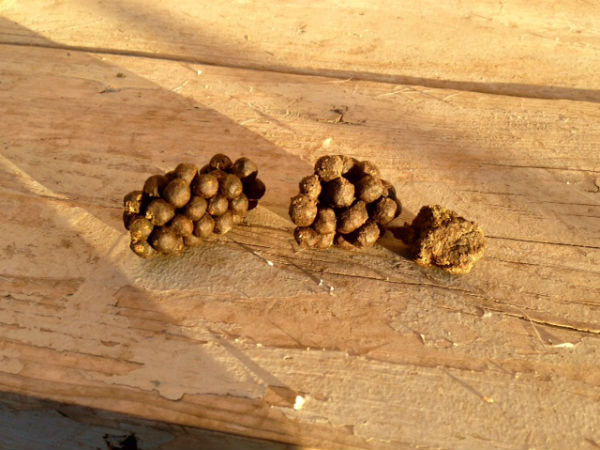 தசை அமைப்பு!